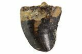 Bargain, Small Theropod Tooth - Montana #108103-1